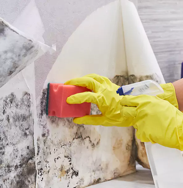 Why Eton Trusts Eton Restoration Pro for Mold and Water Restoration?