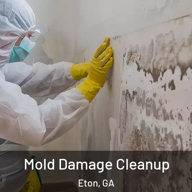  Mold Damage Cleanup Eton, GA