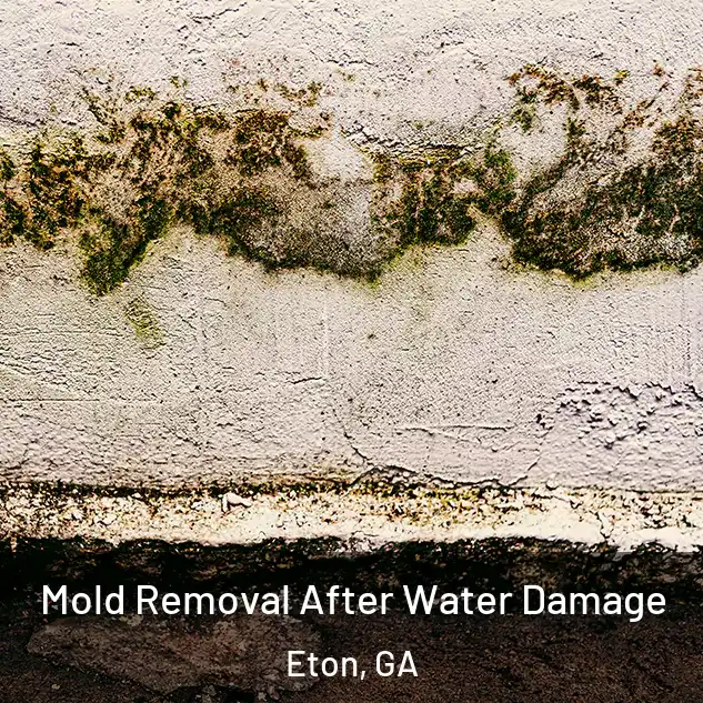  Mold Removal After Water Damage Eton, GA